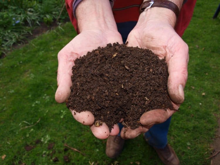 Imagem ilustrativa de Agricultura regenerativa e bioinsumos