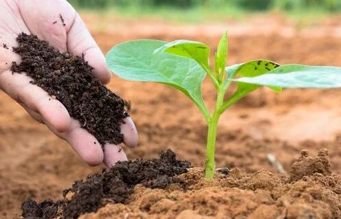 Imagem ilustrativa de Produção on farm de biológicos